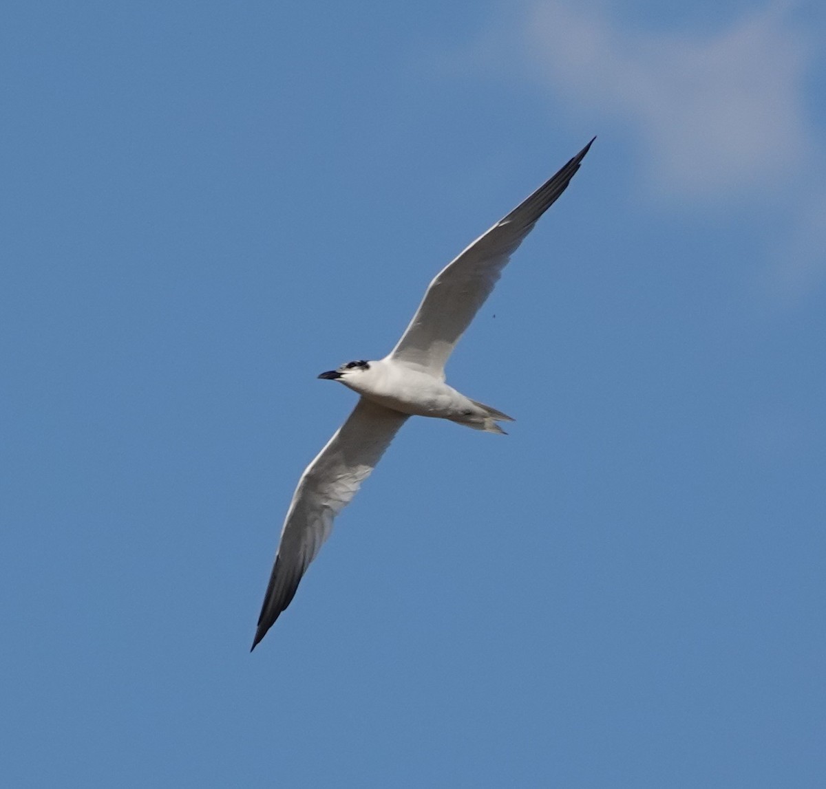 Australian Tern - ML624175957