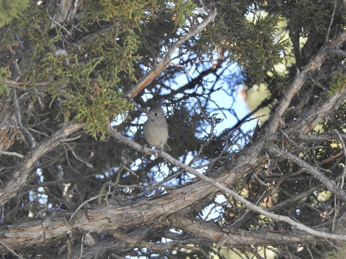 Juniper Titmouse - ML624175958