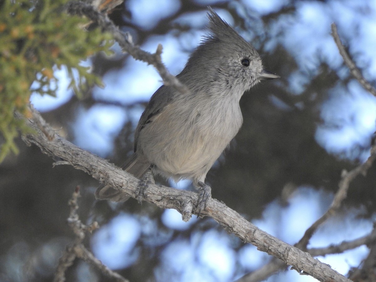 Juniper Titmouse - ML624175959