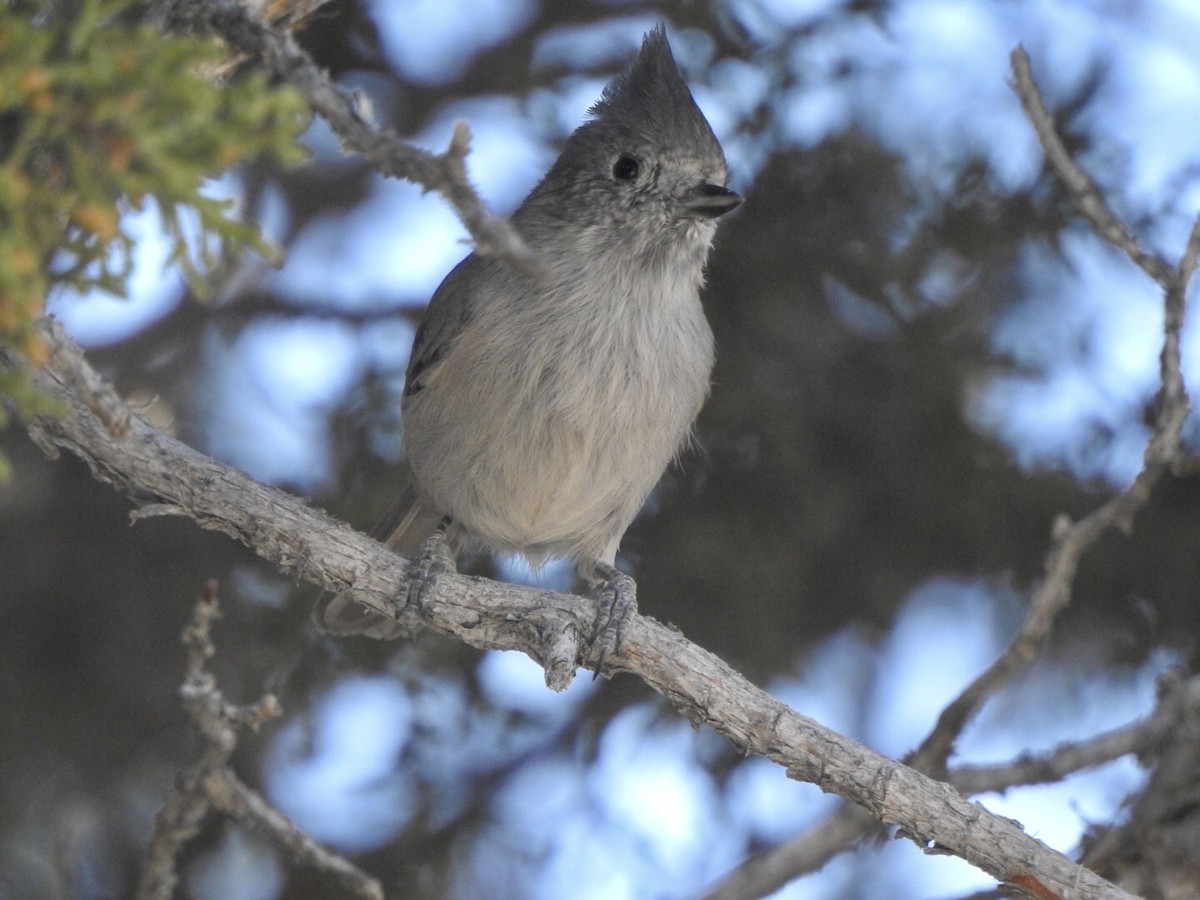 Juniper Titmouse - ML624175960