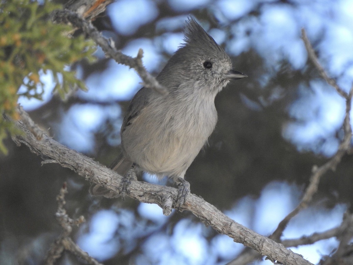 Juniper Titmouse - ML624175961