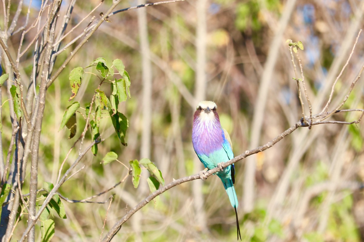 Lilac-breasted Roller - ML62417601