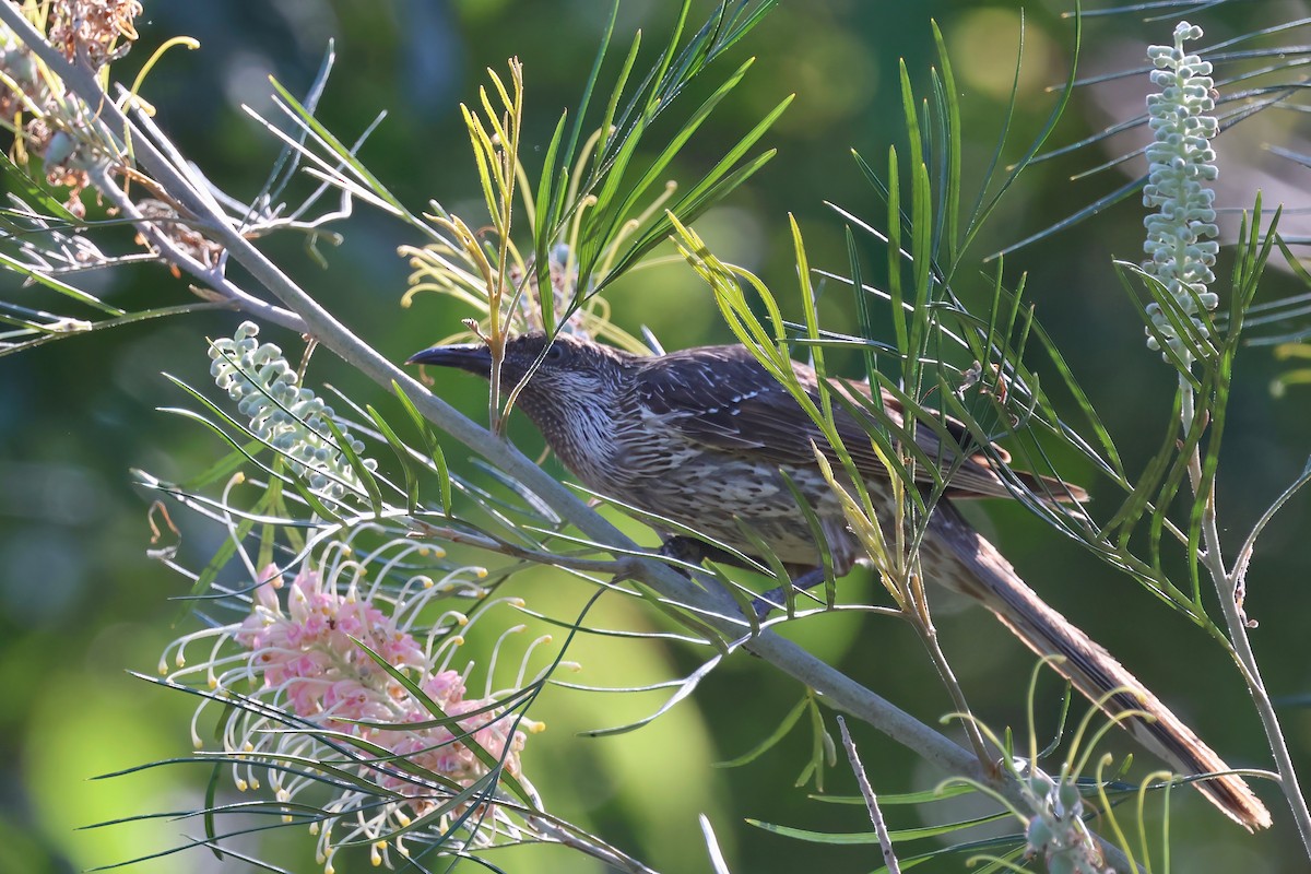 Little Wattlebird - ML624176019