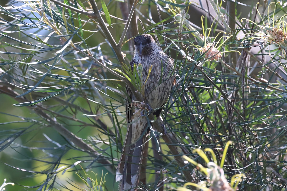 Little Wattlebird - ML624176020