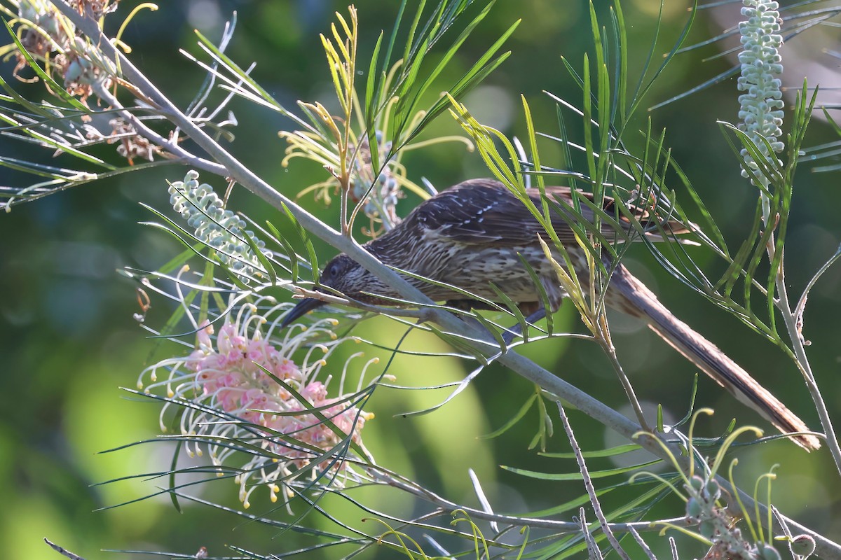 Little Wattlebird - ML624176021