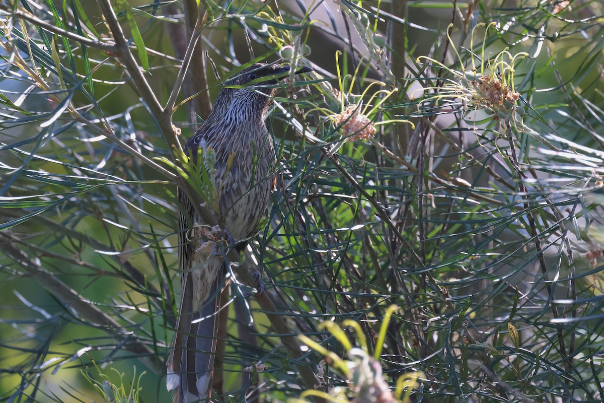 Little Wattlebird - ML624176022