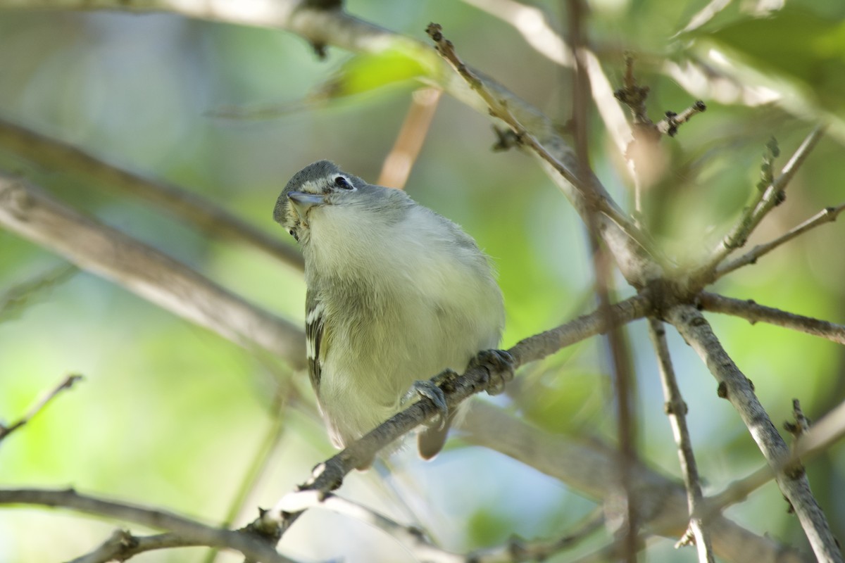 Plumbeous Vireo - ML624176026