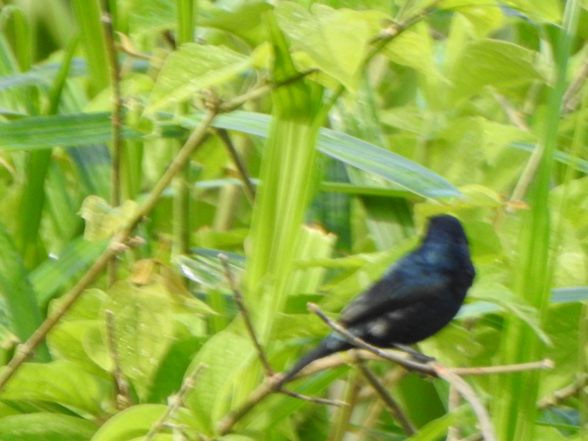 Blue-black Grassquit - Edwin Mora