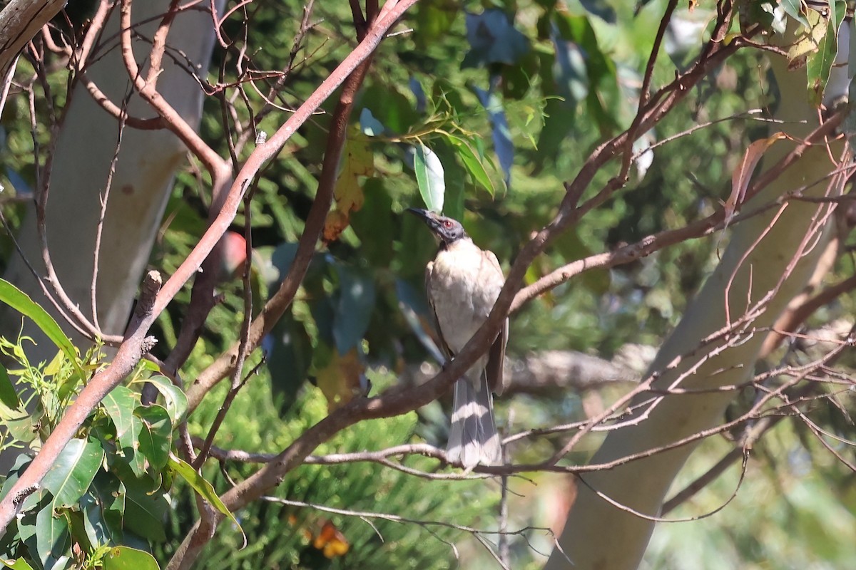 Noisy Friarbird - ML624176034