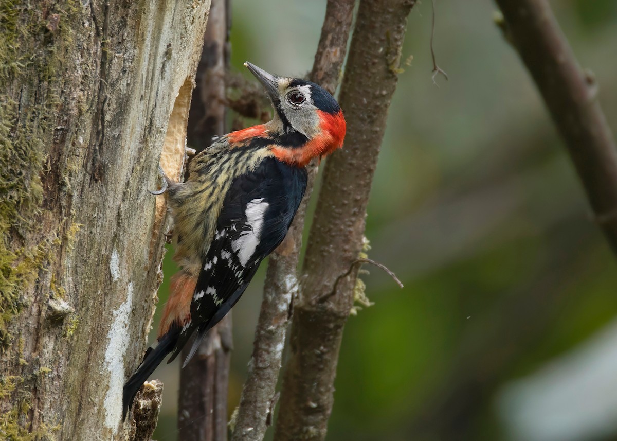 Crimson-naped Woodpecker - ML624176038