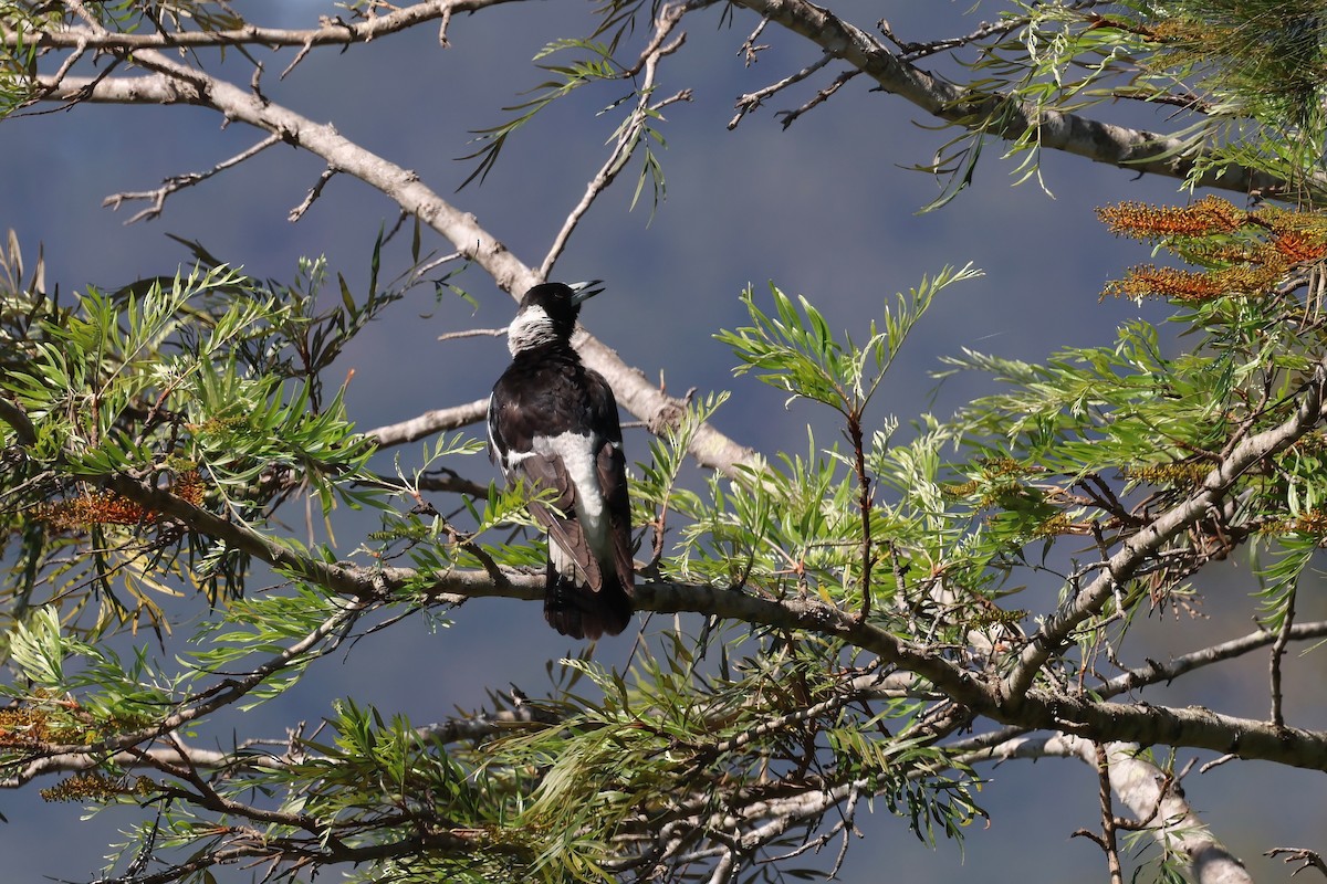 Australian Magpie - ML624176047