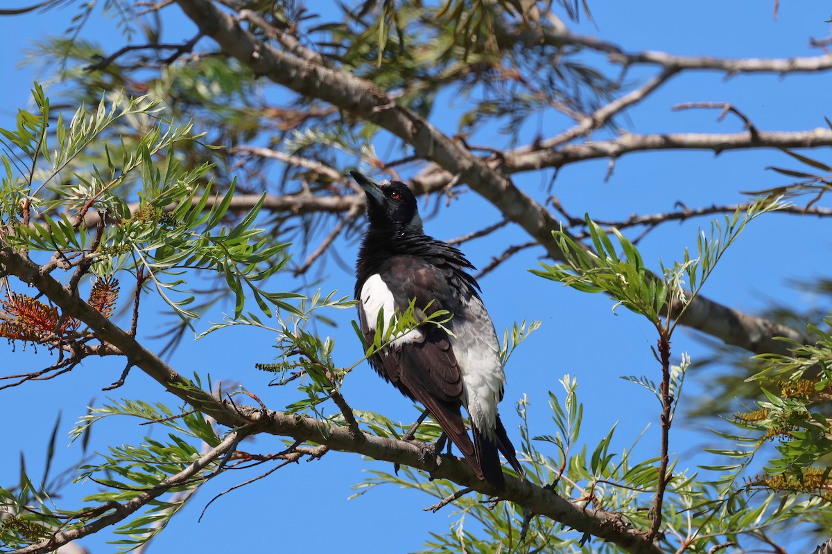 Australian Magpie - ML624176048