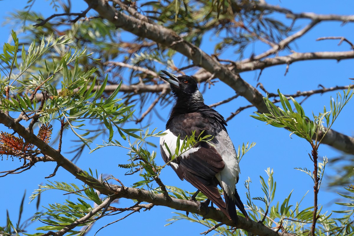 Australian Magpie - ML624176049