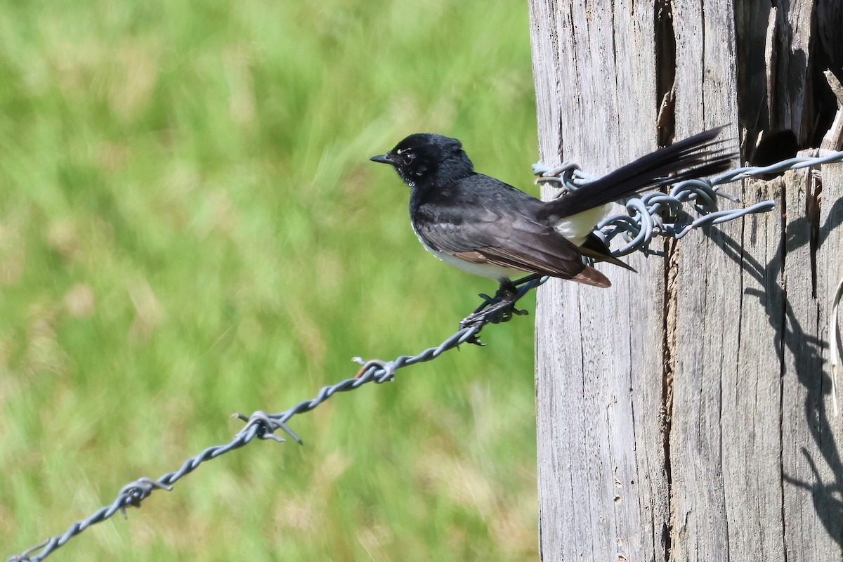 Willie-wagtail - ML624176054