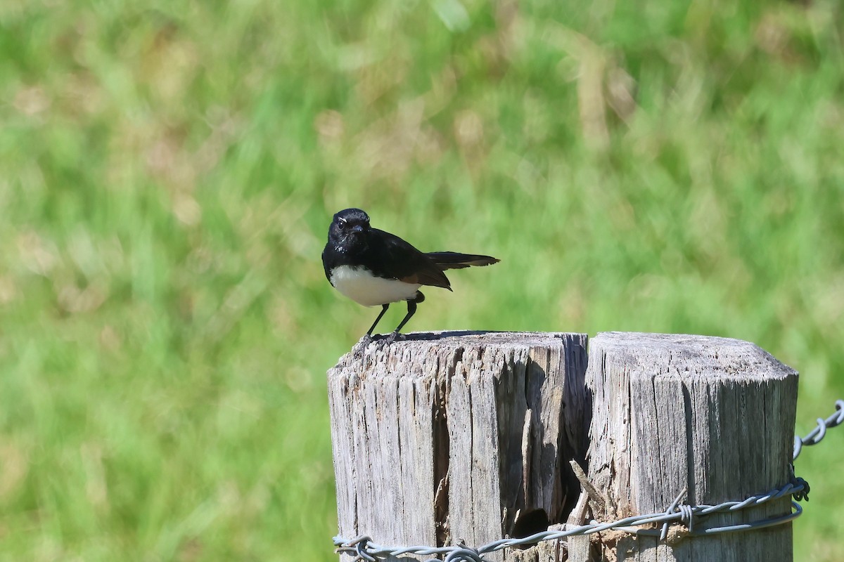 Willie-wagtail - ML624176055