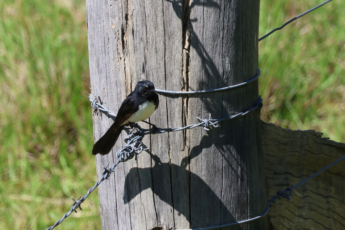 Willie-wagtail - ML624176059