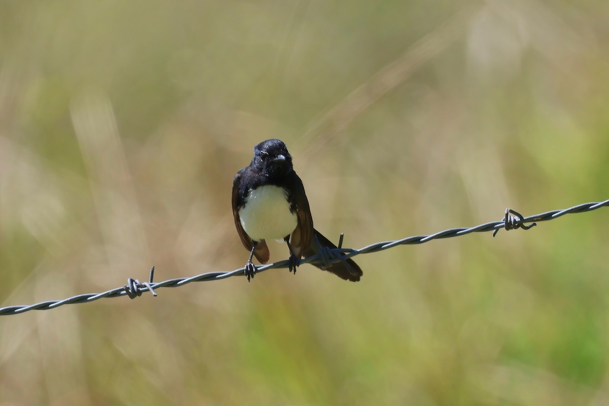 Willie-wagtail - ML624176068