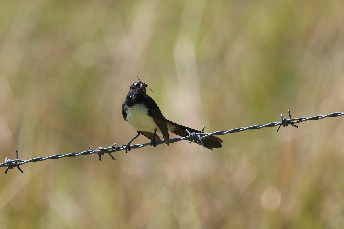 Willie-wagtail - ML624176069