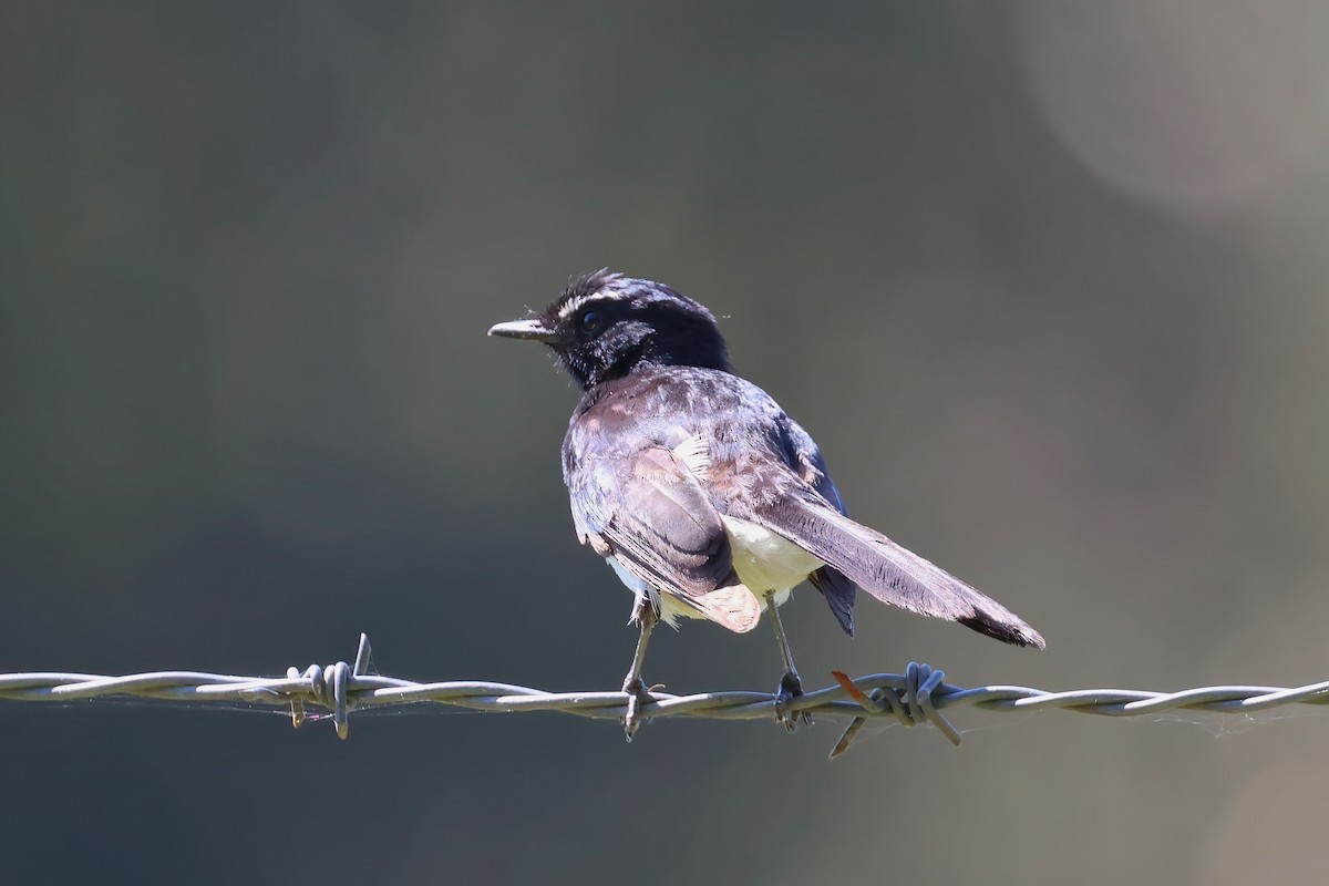 Willie-wagtail - ML624176070