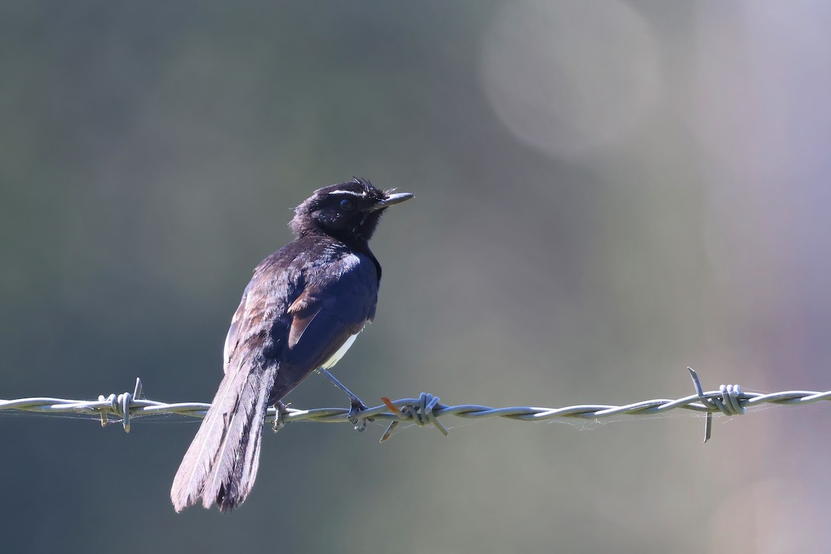 Willie-wagtail - ML624176071