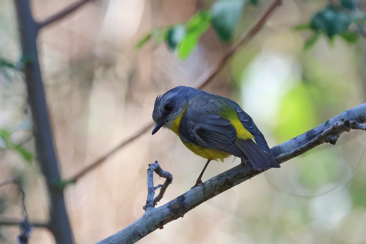 Eastern Yellow Robin - ML624176095