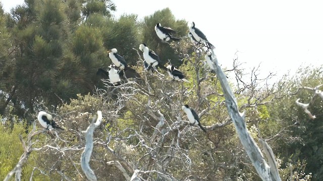 Little Pied Cormorant - ML624176098