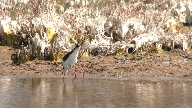 Pied Stilt - ML624176103