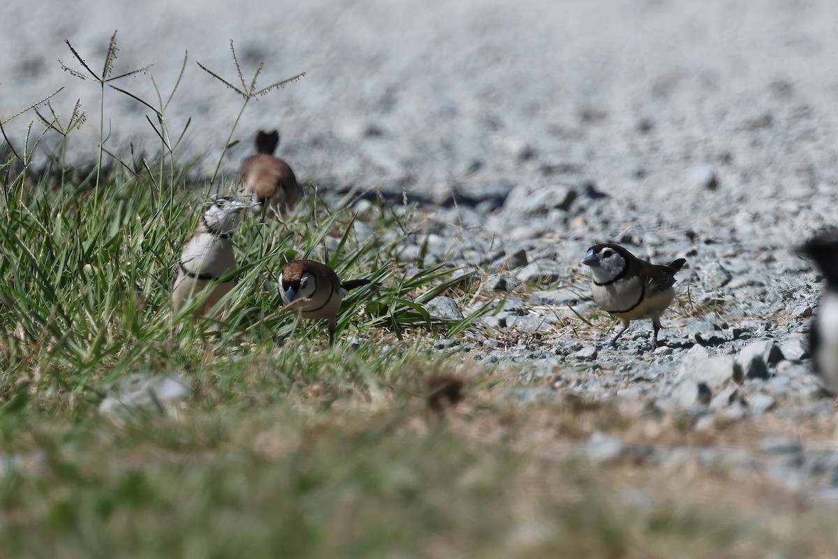 Double-barred Finch - Dennis Devers