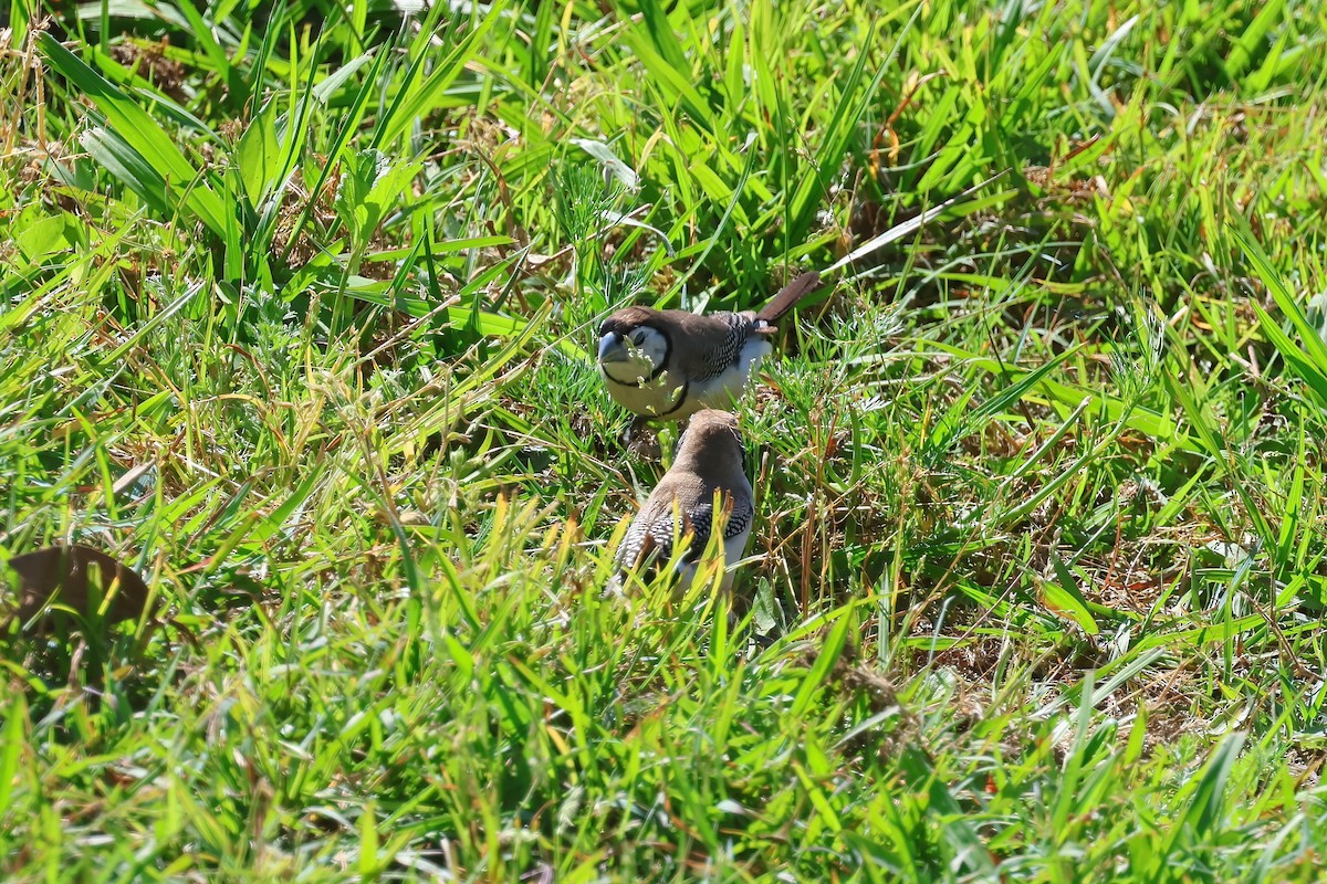 Double-barred Finch - ML624176111