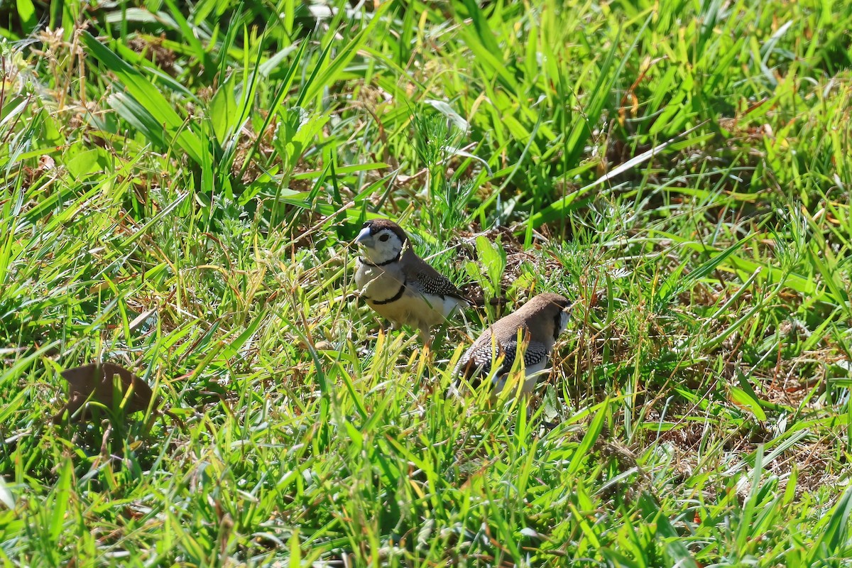 Double-barred Finch - ML624176112