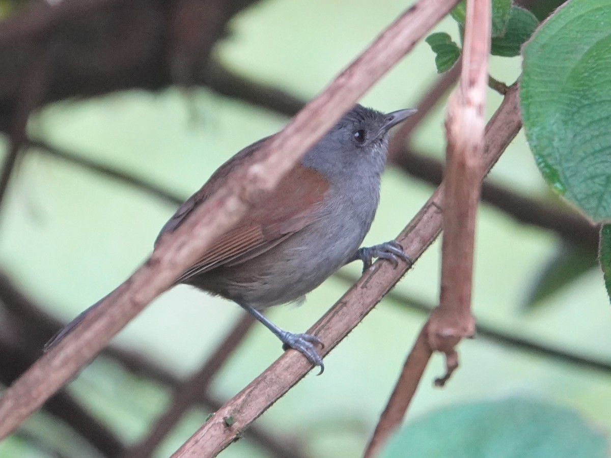 African Hill Babbler - ML624176119