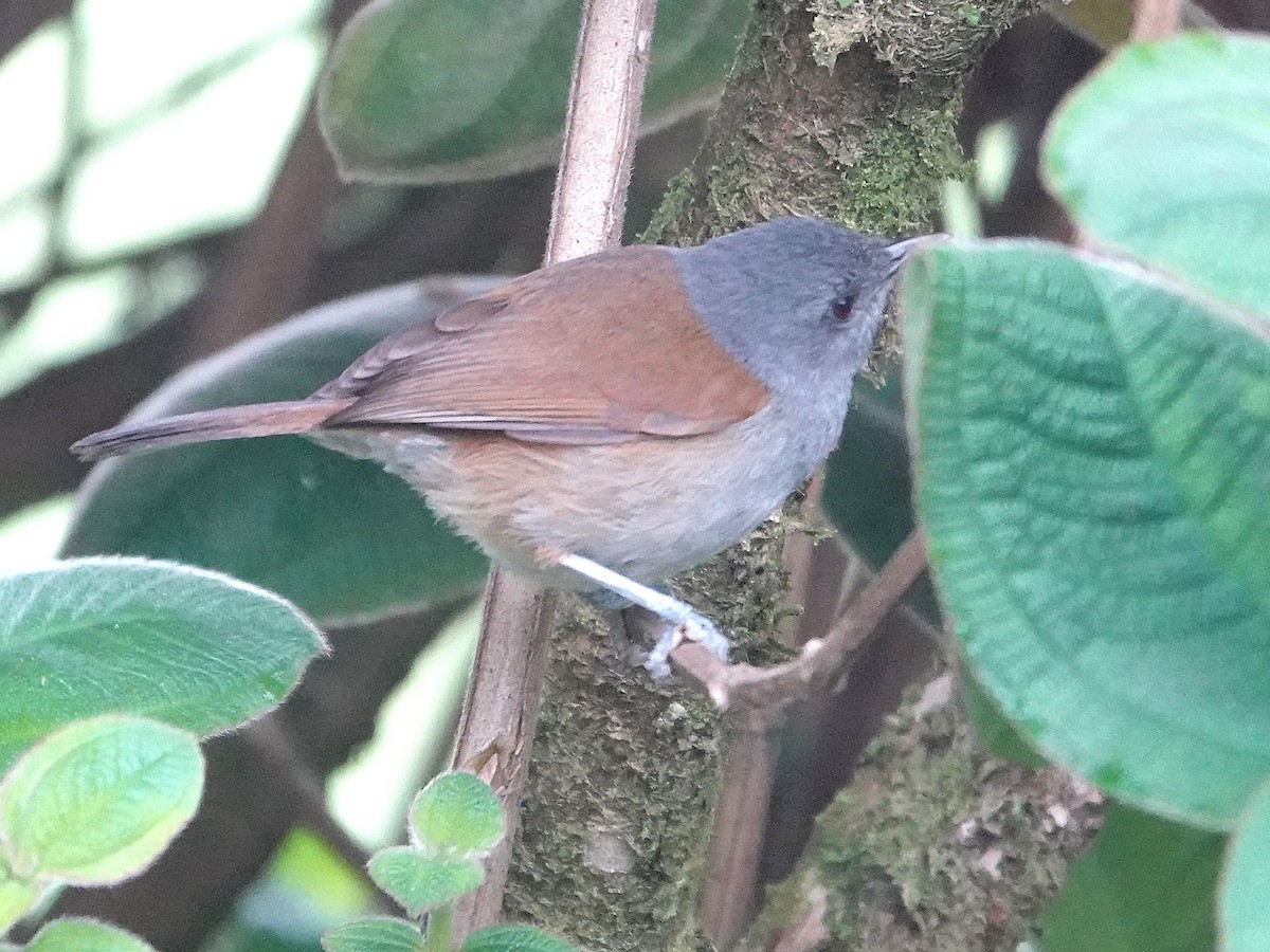 African Hill Babbler - ML624176120