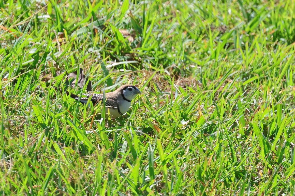 Double-barred Finch - ML624176121