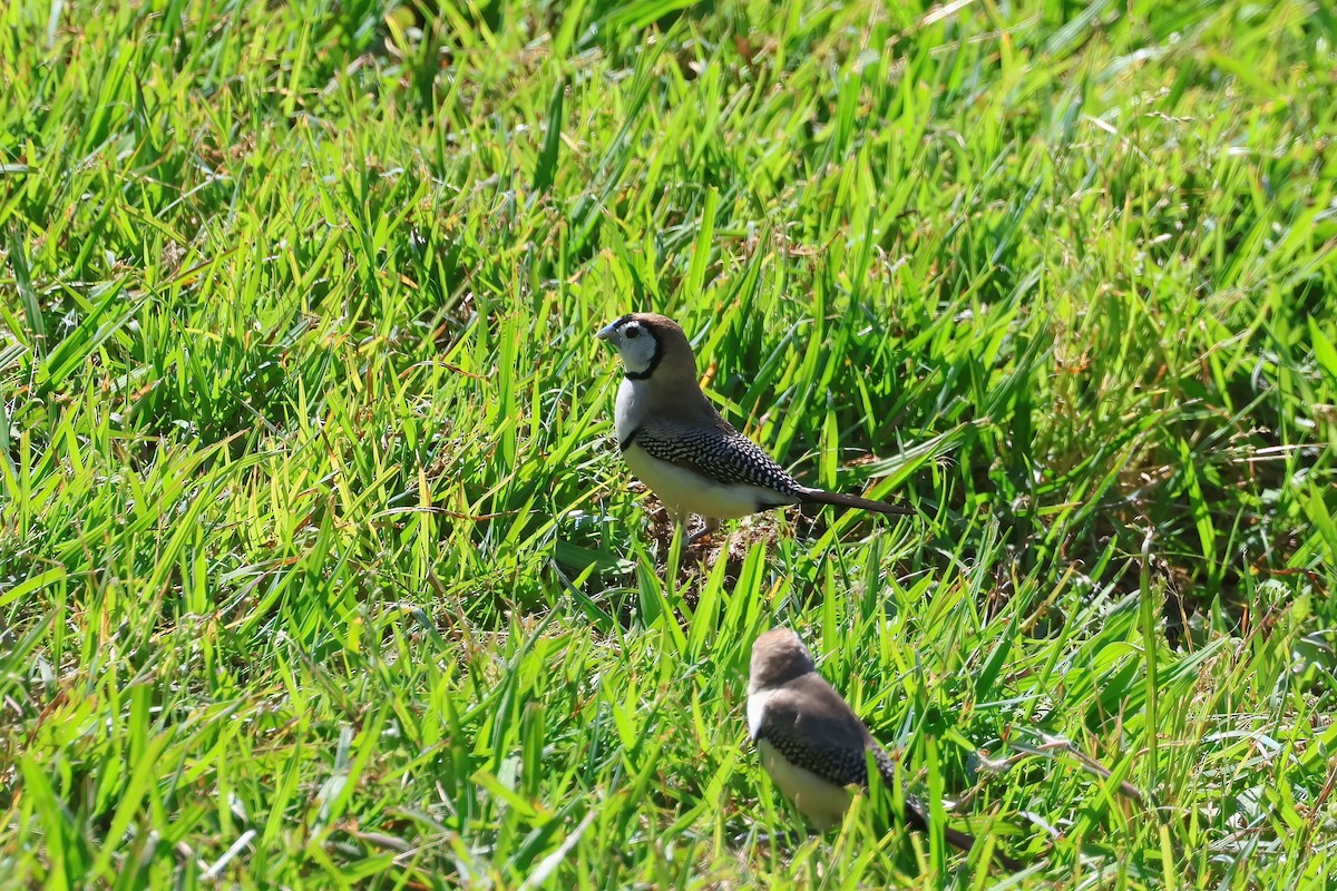 Double-barred Finch - ML624176122