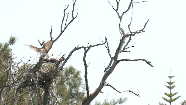 Osprey (Australasian) - ML624176123