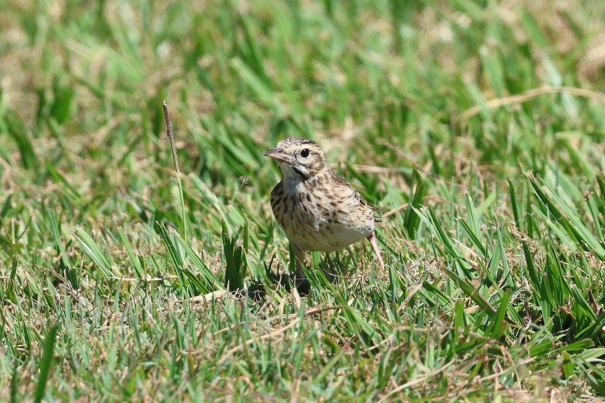 Australian Pipit - ML624176133