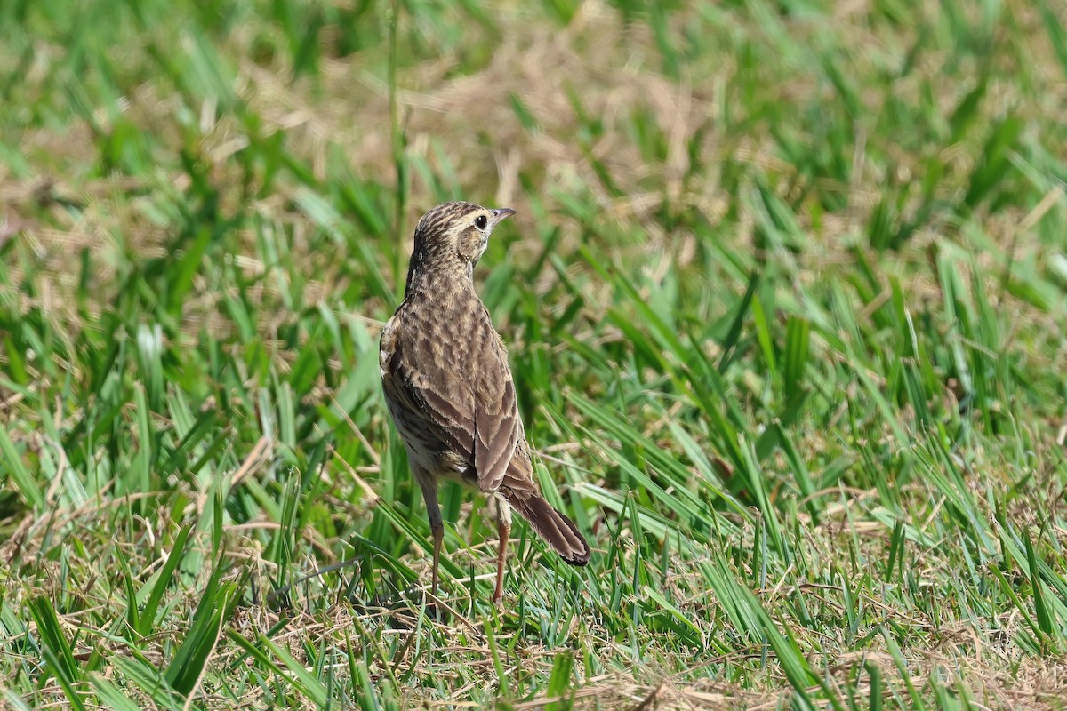 Australian Pipit - ML624176134