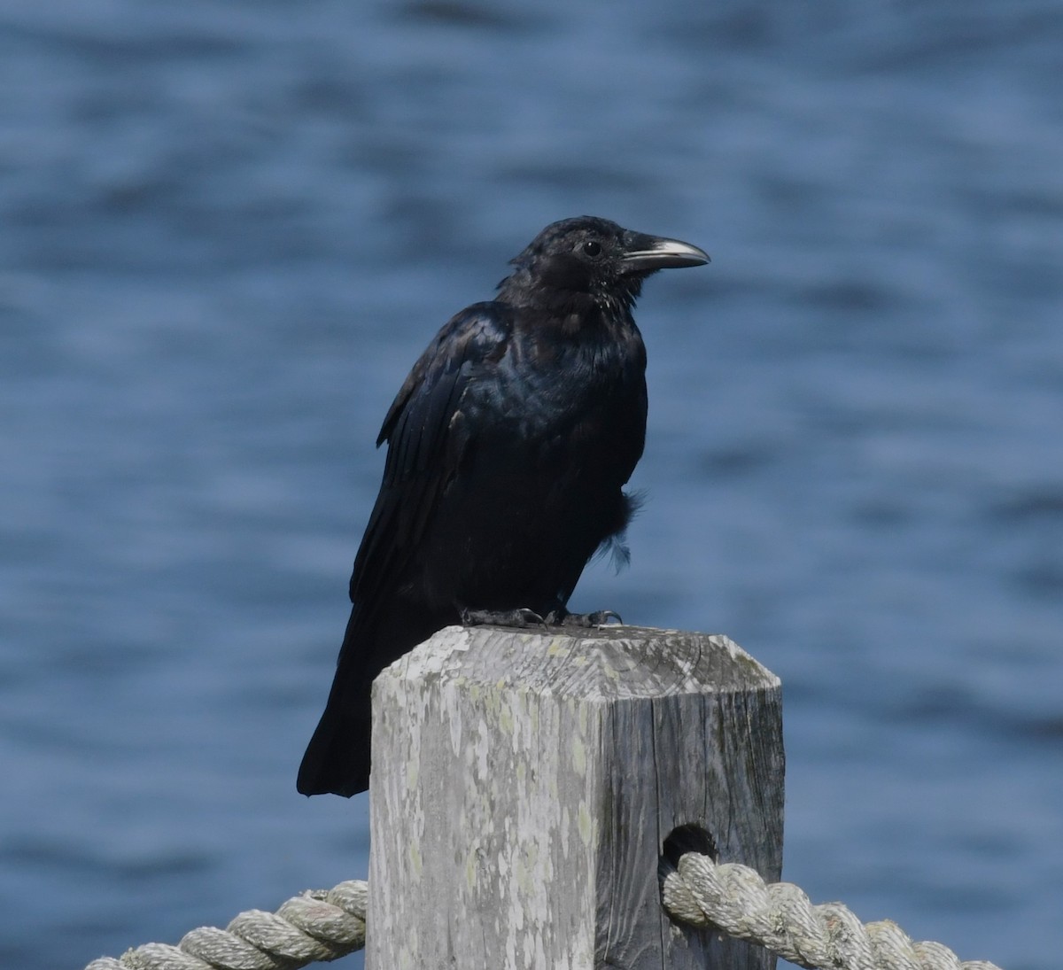 Fish Crow - ML624176144