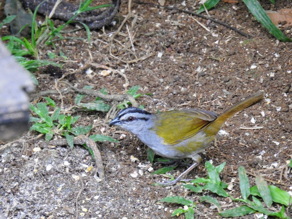 Black-striped Sparrow - ML624176145