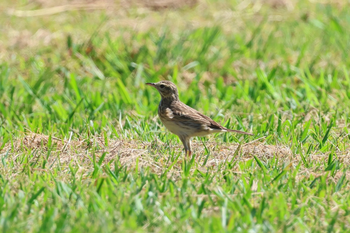 Australian Pipit - Dennis Devers