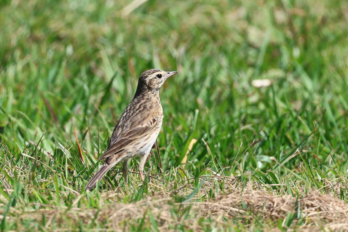 Australian Pipit - ML624176149