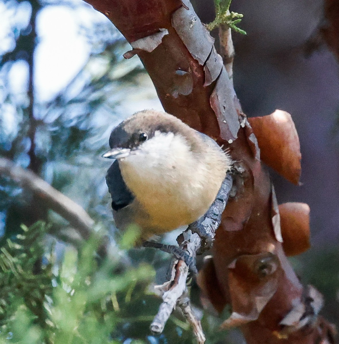 Pygmy Nuthatch - ML624176179