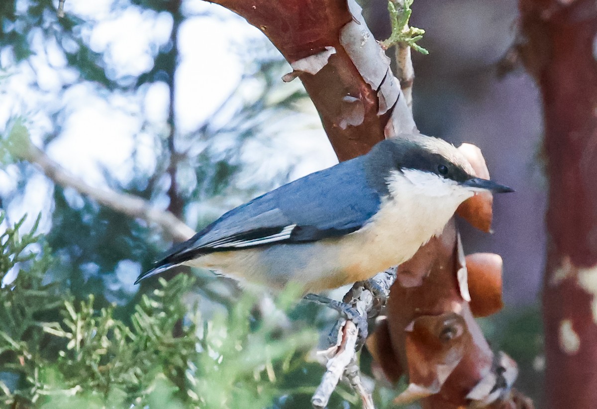 Pygmy Nuthatch - ML624176180