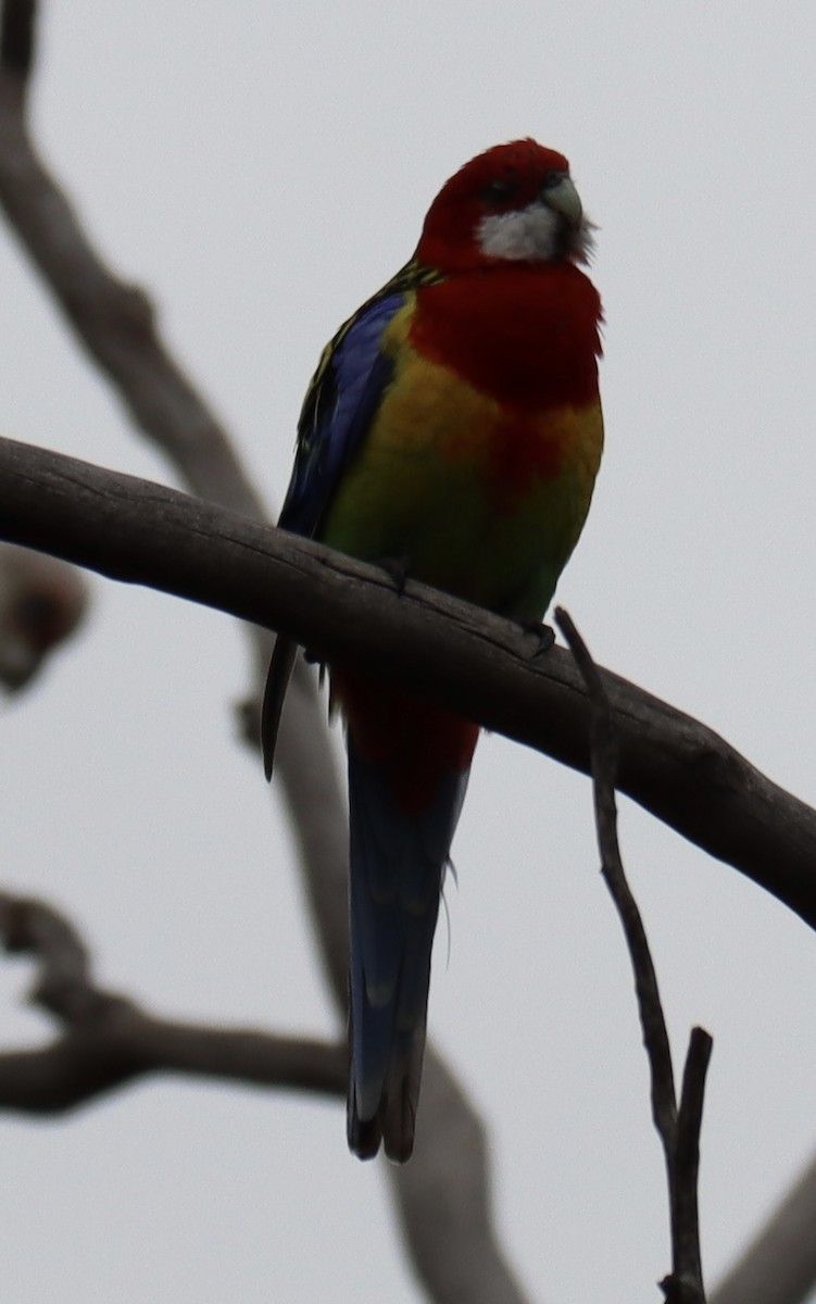 Eastern Rosella - Ian Leaver