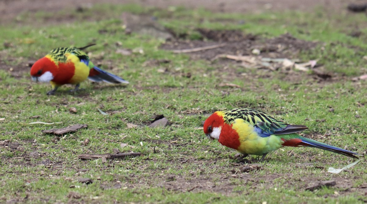 Eastern Rosella - Ian Leaver