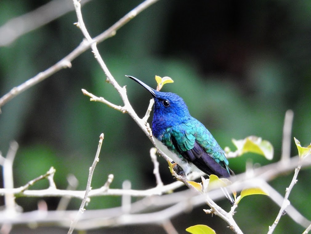 White-necked Jacobin - Erin Holle