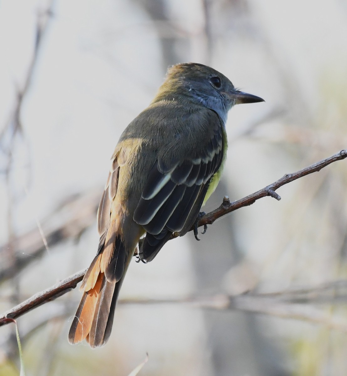 Great Crested Flycatcher - ML624176250