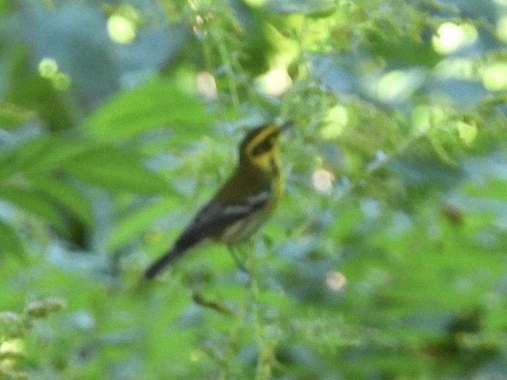 Townsend's Warbler - ML624176266