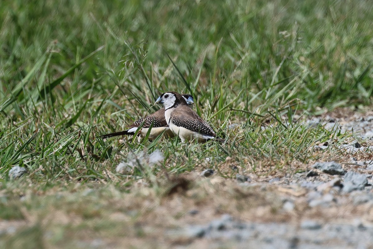 Double-barred Finch - ML624176273