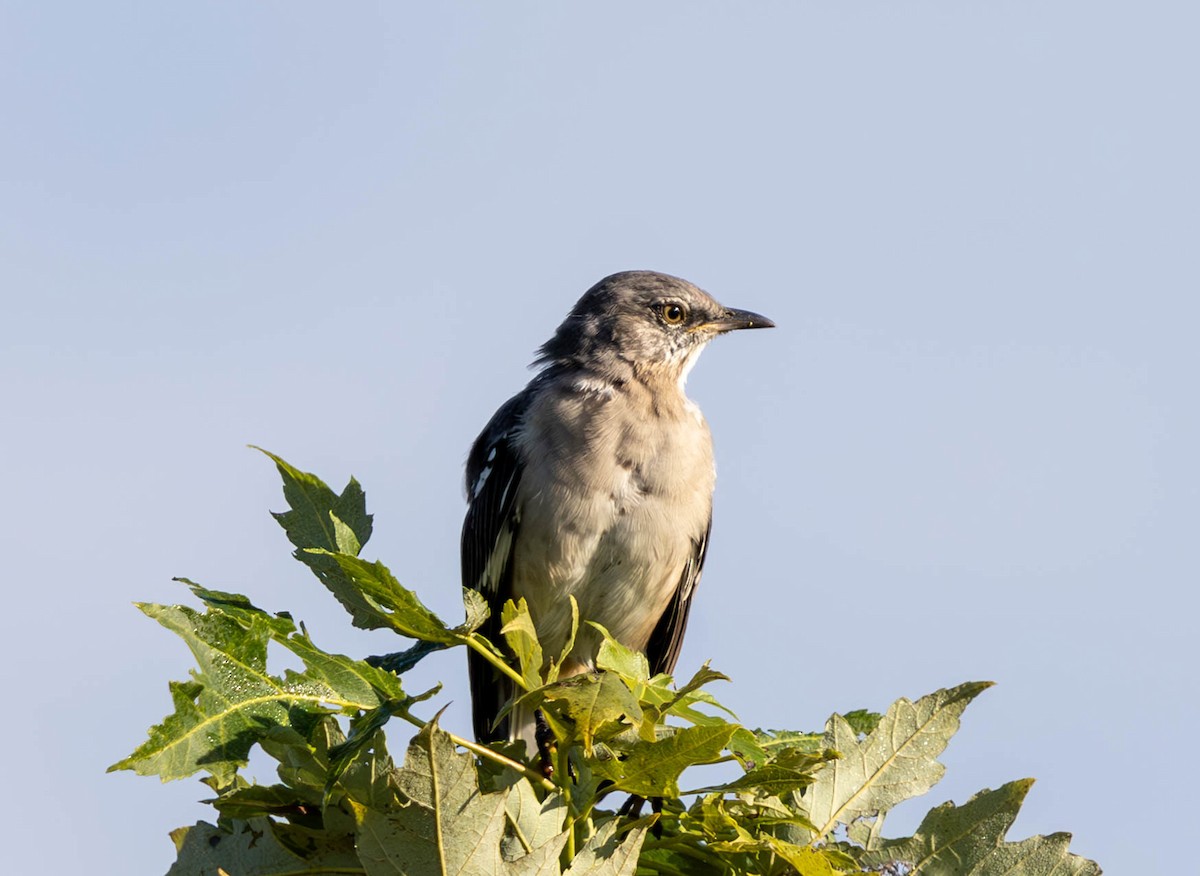 Northern Mockingbird - ML624176300